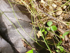 Marisora brachypoda