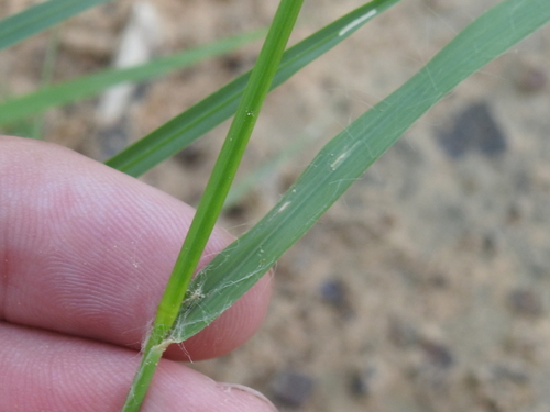 Image of Eragrostis trichodes by (c) Sam Kieschnick, some rights reserved (CC BY)