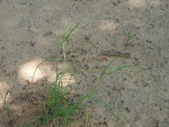 Eragrostis trichodes