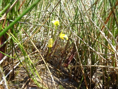 Utricularia ochroleuca