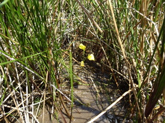 Utricularia ochroleuca