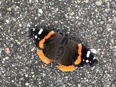 Vanessa atalanta