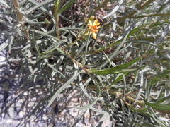 Senecio rudbeckiifolius