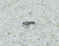Laphystia litoralis
