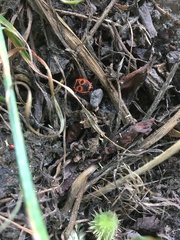 Pyrrhocoris apterus