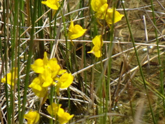Utricularia cornuta