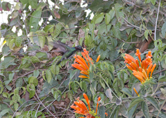 Heliomaster squamosus