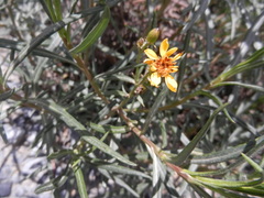 Senecio rudbeckiifolius