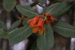 Rhododendron cinnabarinum