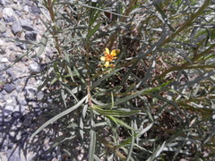 Senecio rudbeckiifolius