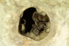 Myotis austroriparius