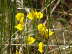 Utricularia cornuta