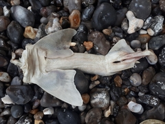 Mustelus