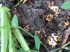 Eratigena