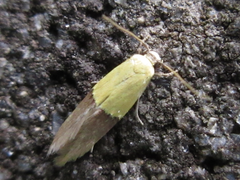 Opogona nipponica