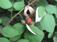 Rubus phoenicolasius