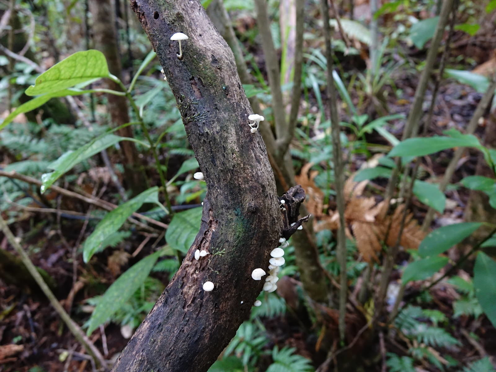 Roridomyces austrororidus image