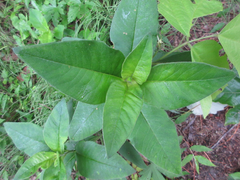 Lysimachia barystachys