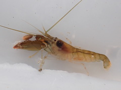 Alpheus socialis