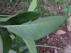 Lysimachia barystachys