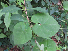 Cynanchum wilfordii