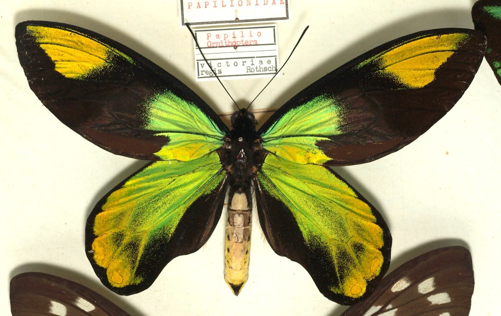 ビクトリアトリバネアゲハ Ornithoptera victoriae 産地別 亜種 コレクション 研究用 ドイツ箱(虫類)｜売買されたオークション情報、yahooの商品情報をアーカイブ公開  - オークファン 住まい、インテリア