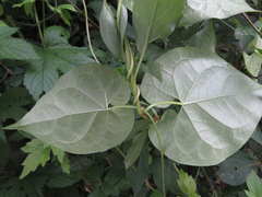 Cynanchum wilfordii