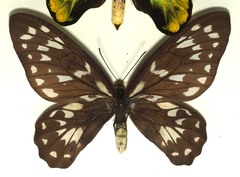 Ornithoptera victoriae