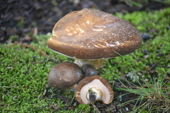 Tylopilus badiceps