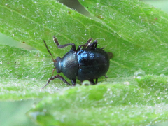 Basilepta fulvipes