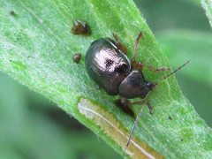 Basilepta fulvipes