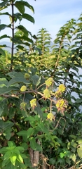 Cephalanthus tetrandra