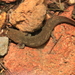 Cope's Giant Salamander - Photo (c) Zach Hawn, some rights reserved (CC BY-NC-SA), uploaded by Zach Hawn