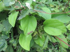 Cocculus orbiculatus