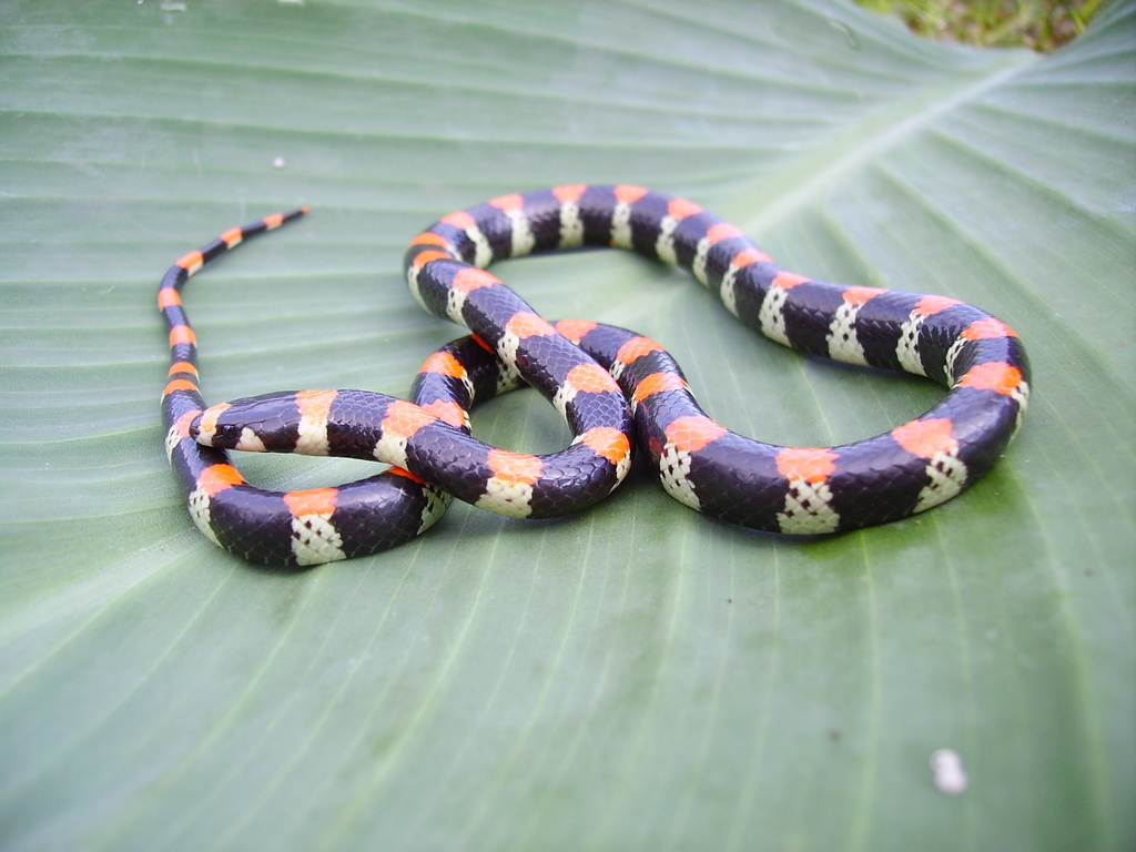 Black-banded Snake