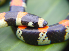 Scolecophis atrocinctus