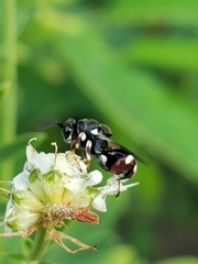 Brachymeria podagrica