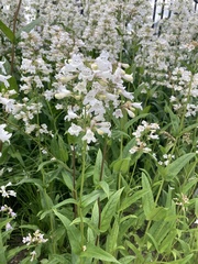 Penstemon