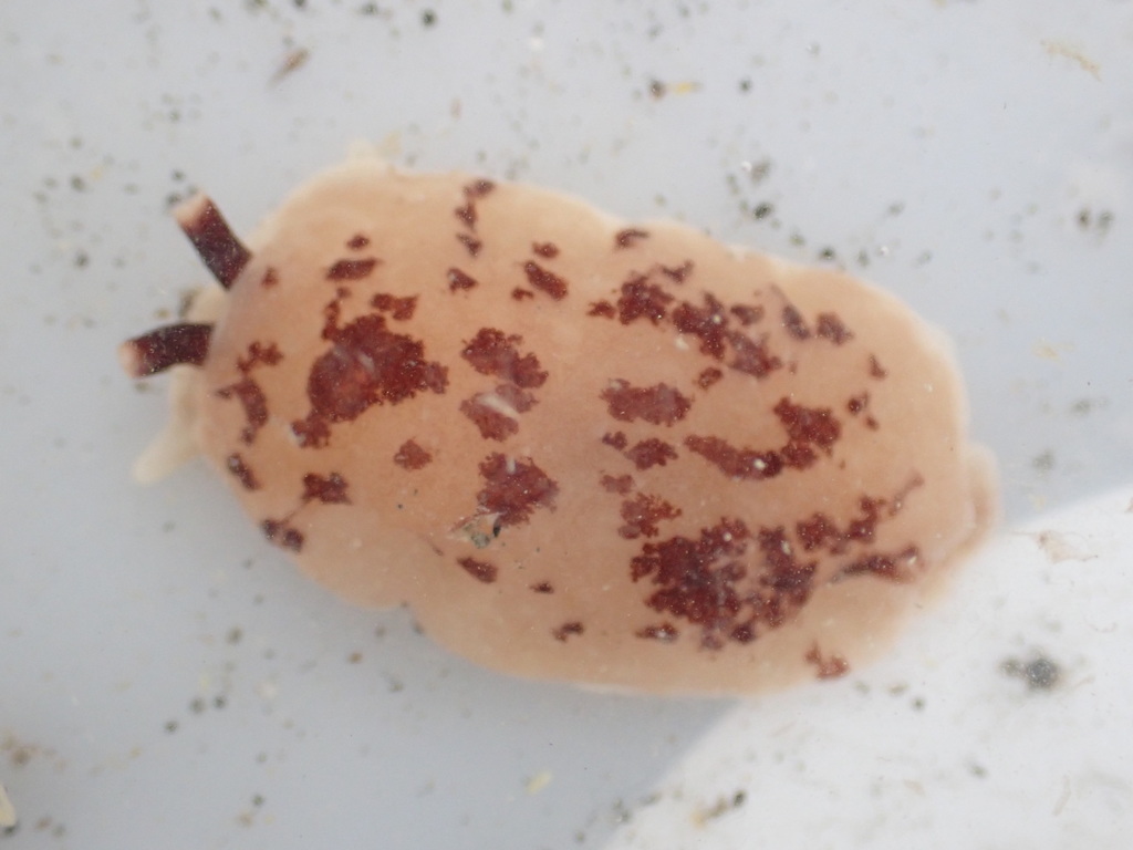 Berthella ornata