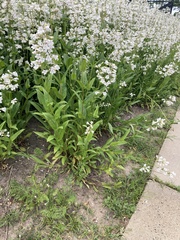 Penstemon