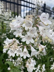 Penstemon