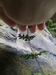 Cystopteris tennesseensis