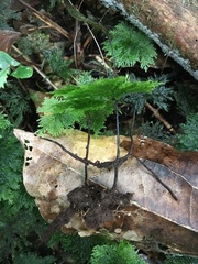 Dendrohypopterygium filiculiforme