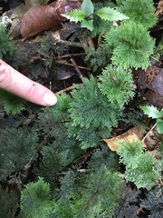 Dendrohypopterygium filiculiforme