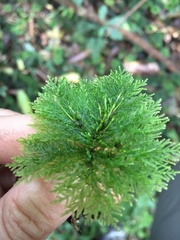 Dendrohypopterygium filiculiforme