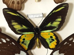 Ornithoptera rothschildi