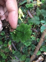 Dendrohypopterygium filiculiforme