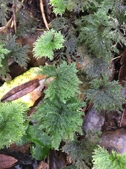 Dendrohypopterygium filiculiforme