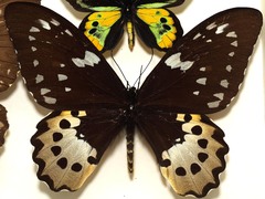 Ornithoptera rothschildi