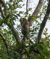 Callithrix geoffroyi